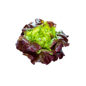 lechuga francesa