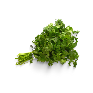 cilantro