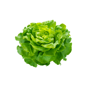 lechuga española