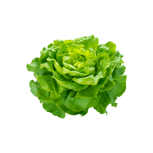 lechuga española
