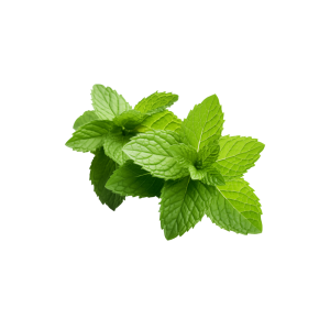 menta