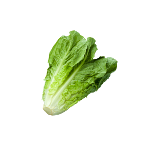 lechuga costina