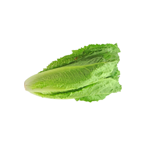 lechuga milanesa